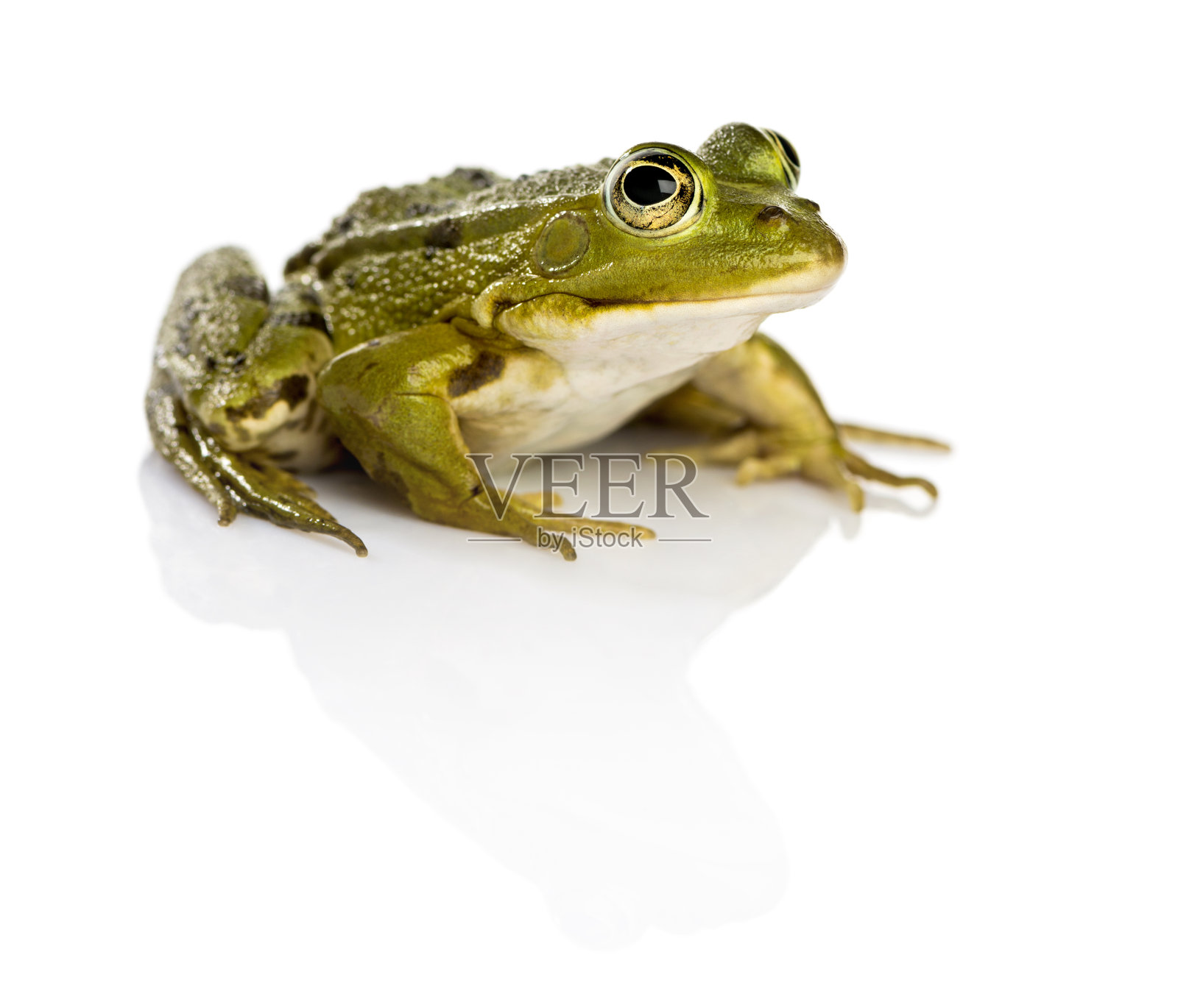 常见的水蛙前面是白色的背景照片摄影图片