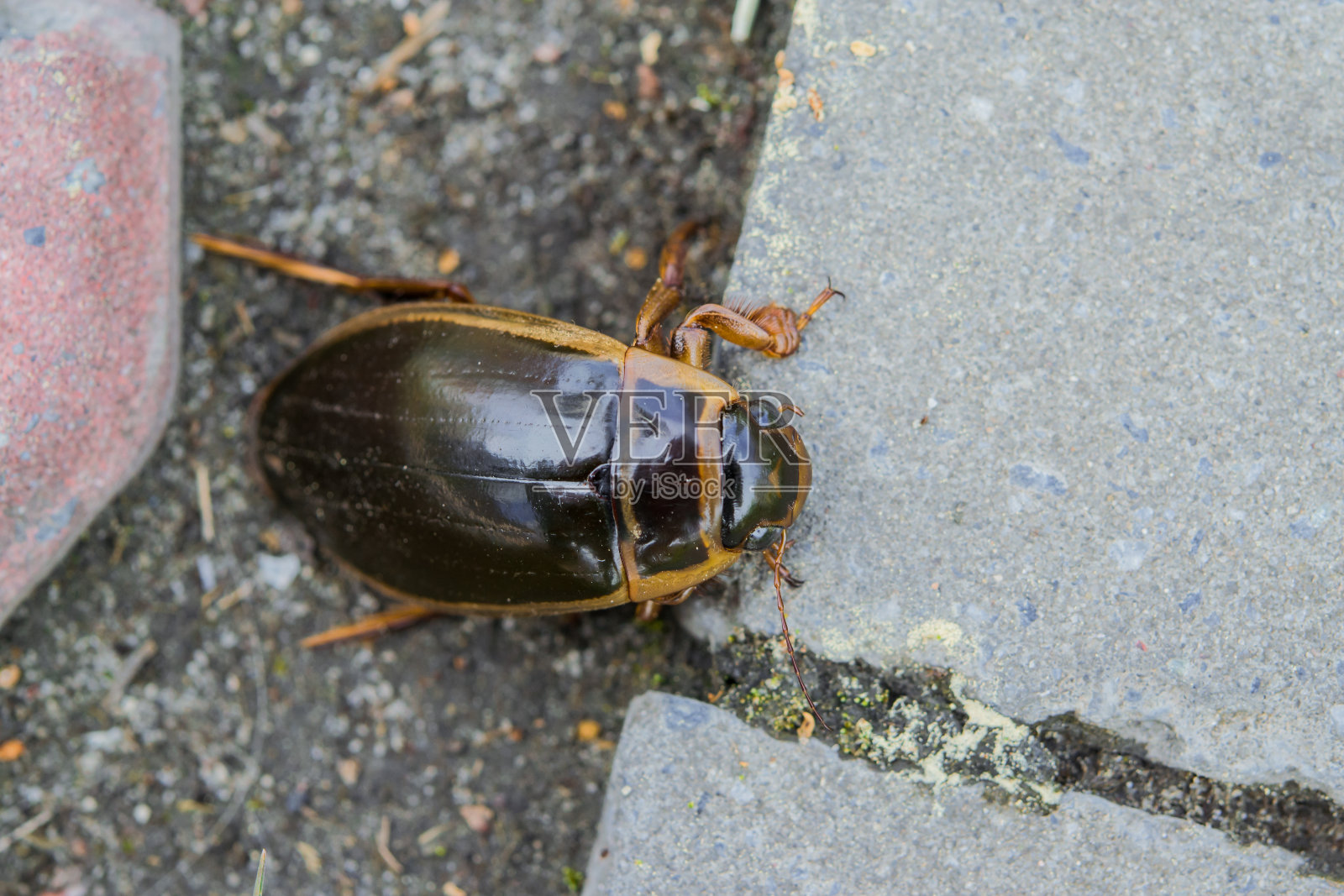 春天的时候，人行道上的水甲虫照片摄影图片