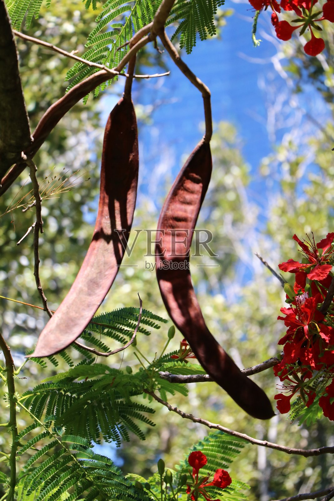 长种子荚的火焰树或凤梨在夏天，澳大利亚昆士兰照片摄影图片
