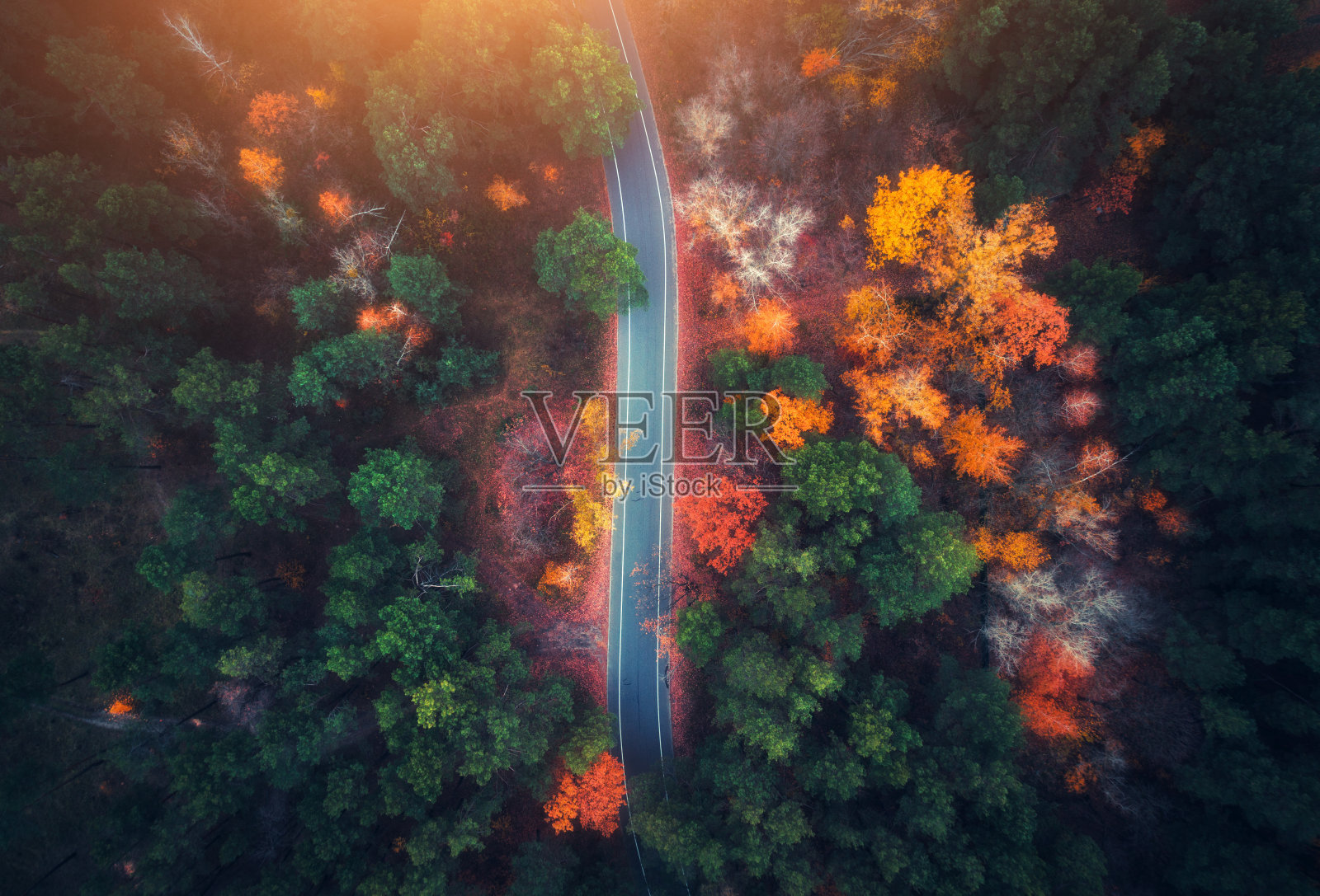 鸟瞰图的道路在美丽的秋天森林日落。美丽的风景与空旷的乡村道路，树木与绿色，红色和橙色的叶子。高速公路穿过公园。俯视图从飞行的无人机照片摄影图片
