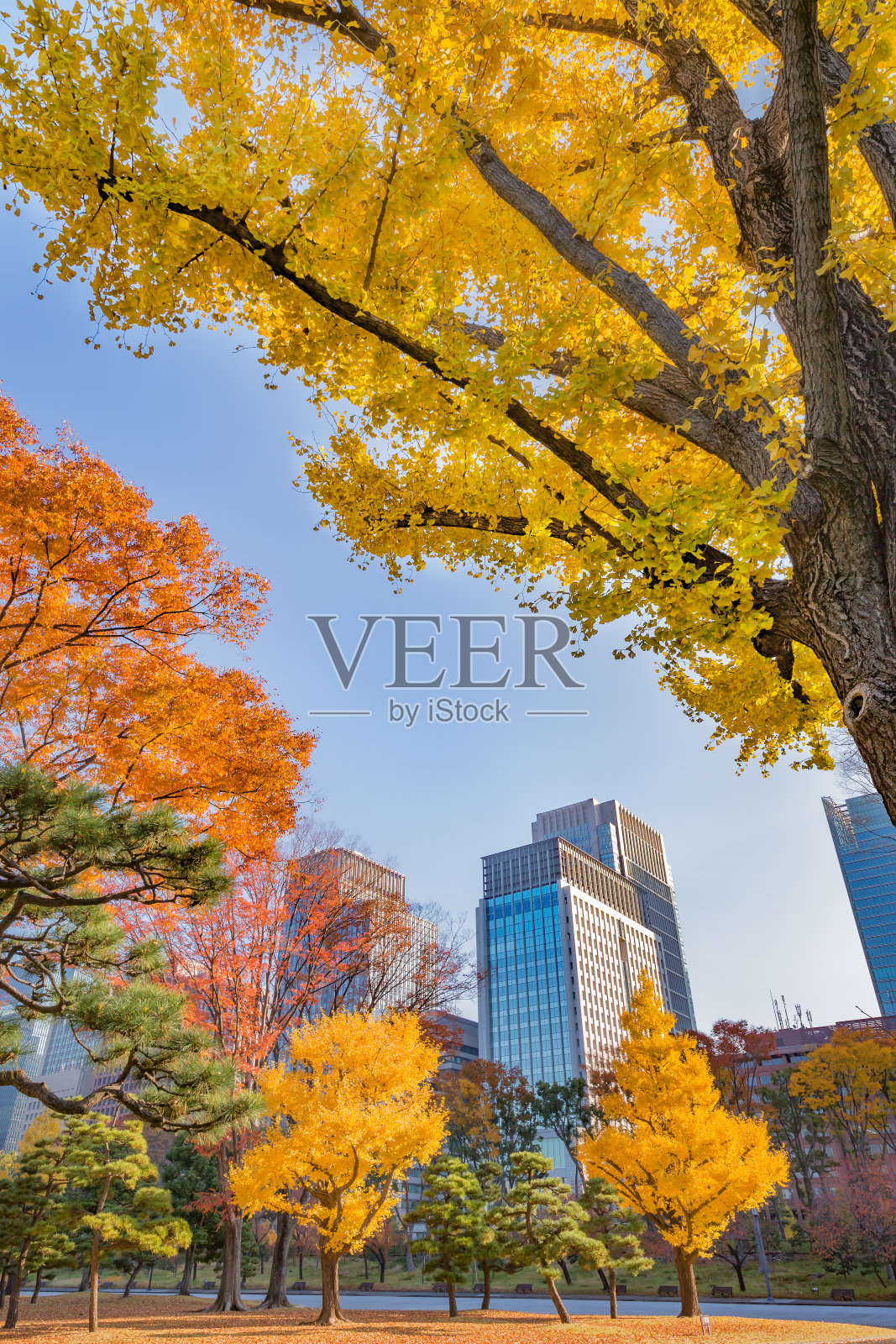 秋叶的树木给这个城市增添了色彩照片摄影图片