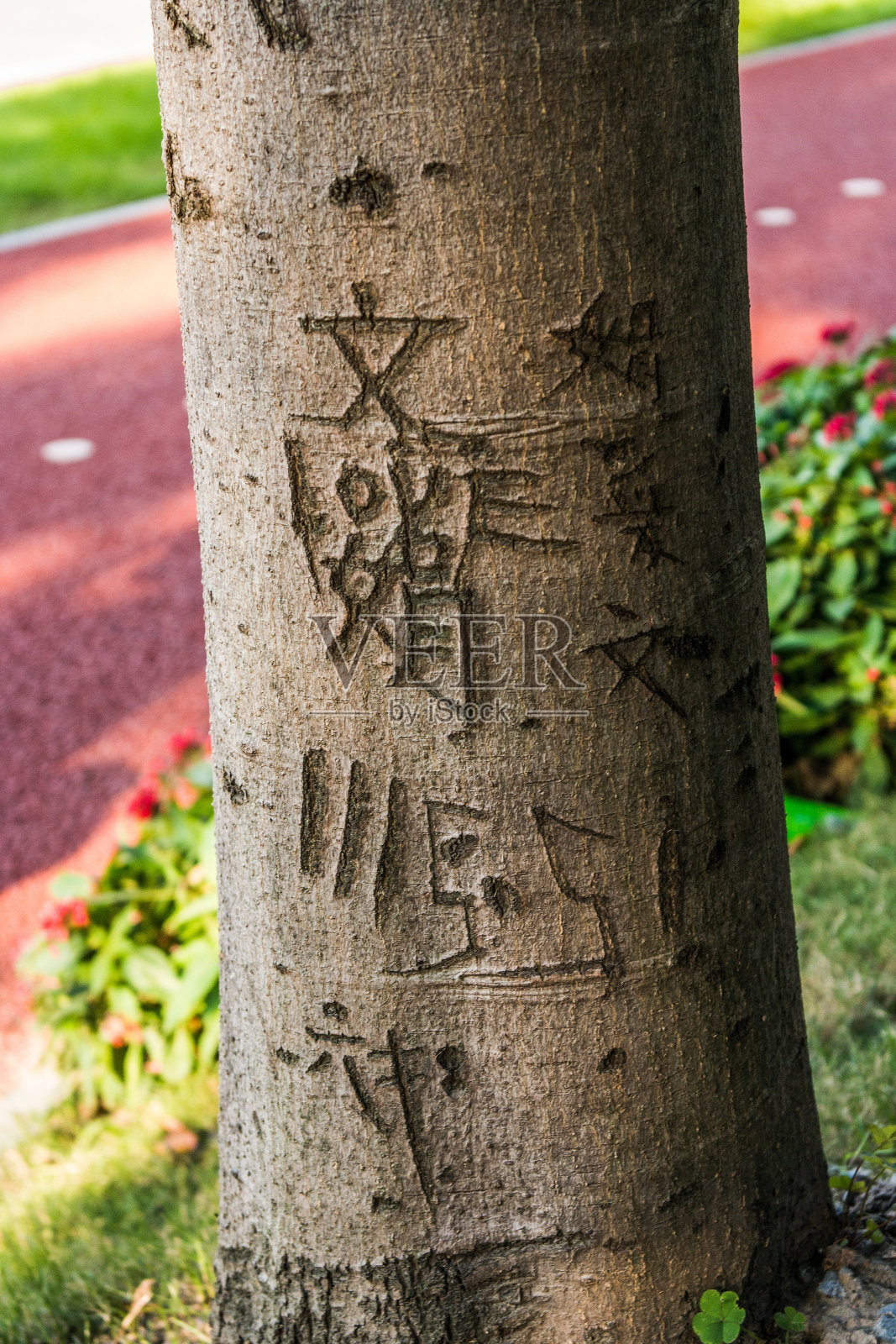 树皮上刻着中国的象形文字照片摄影图片
