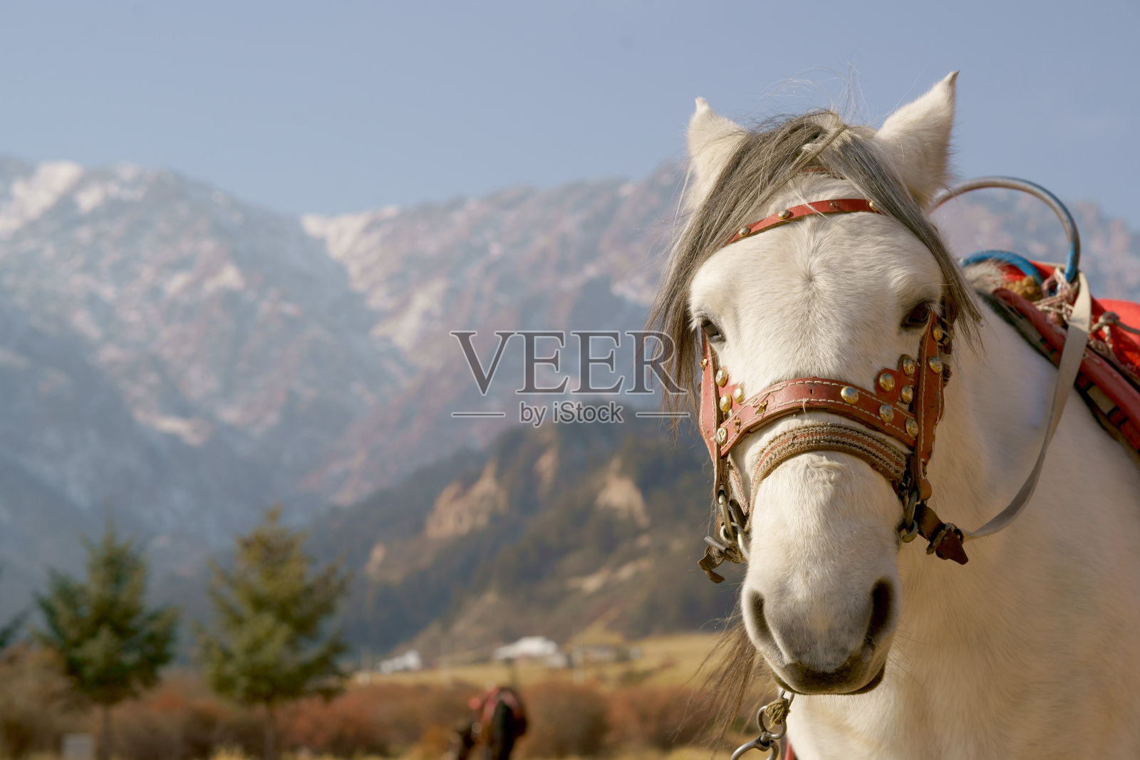 祁连山的马照片摄影图片