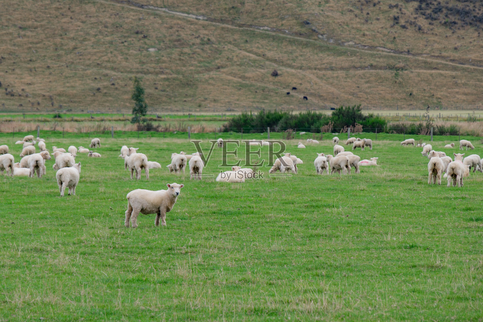新西兰的羊群照片摄影图片