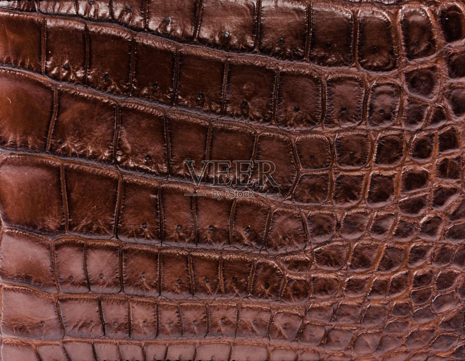 鳄鱼骨皮肤纹理背景。照片摄影图片