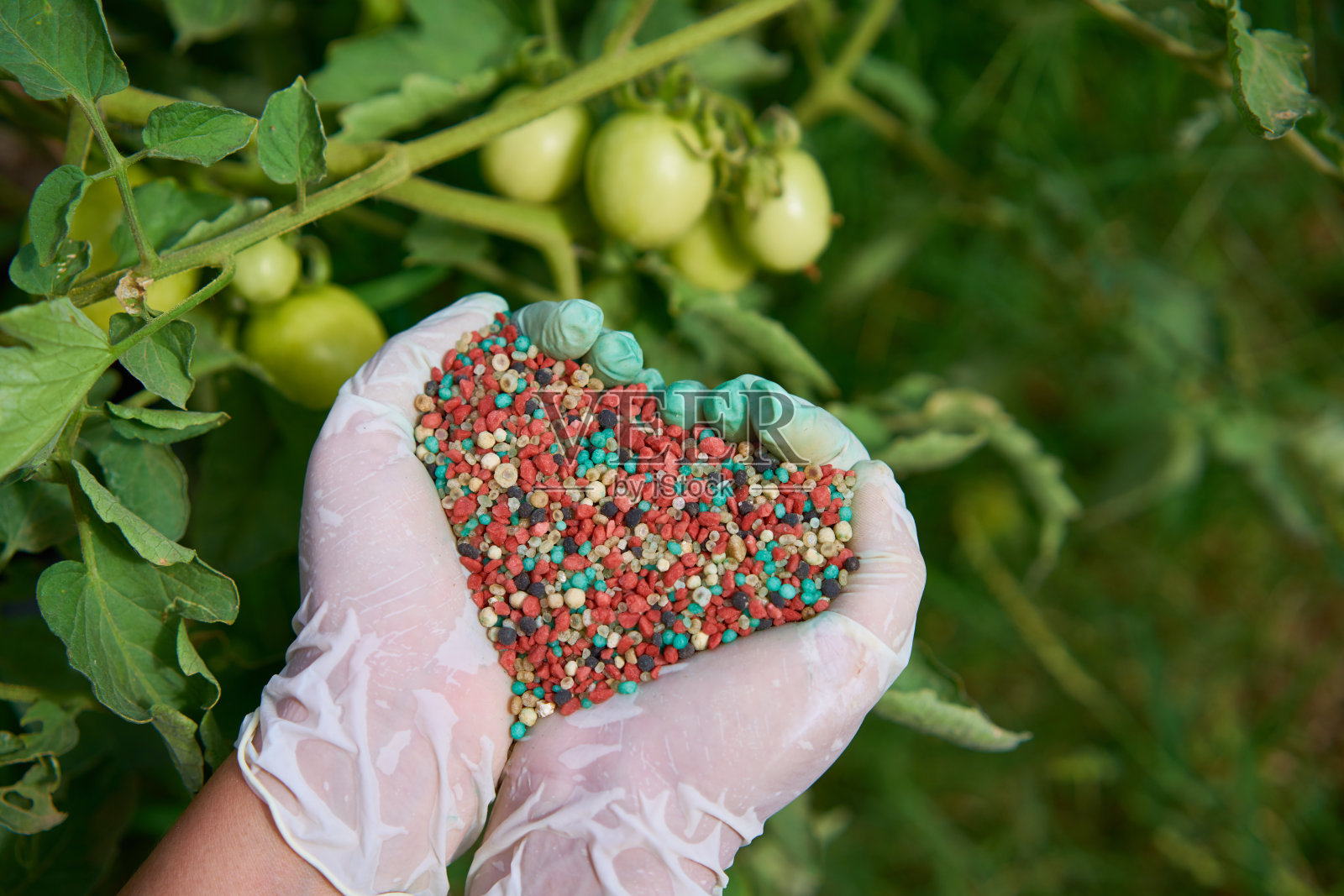 女人手里拿着五颜六色的肥料。背景上模糊的番茄。照片摄影图片