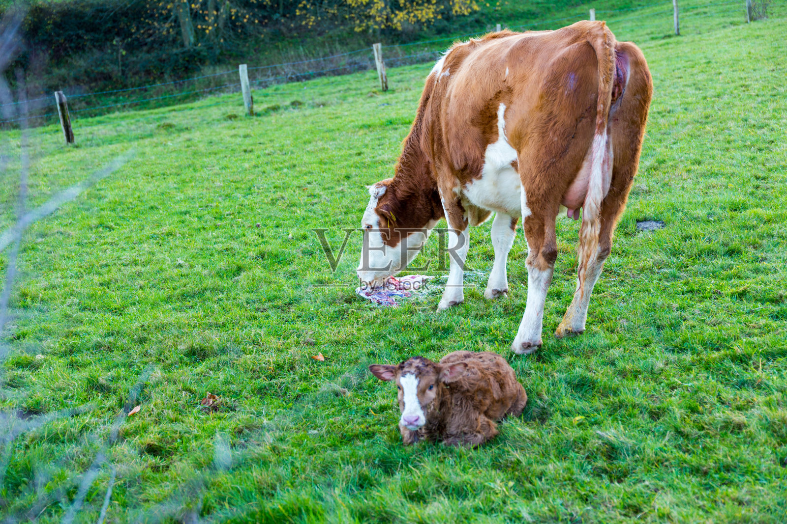在绿色的草原上，母牛产下幼崽照片摄影图片