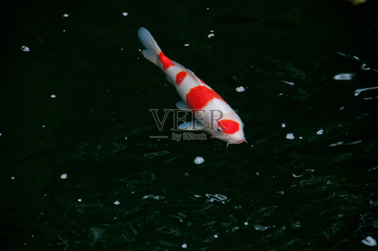 日本的鲜红鲤鱼鱼在神圣的池塘里照片摄影图片