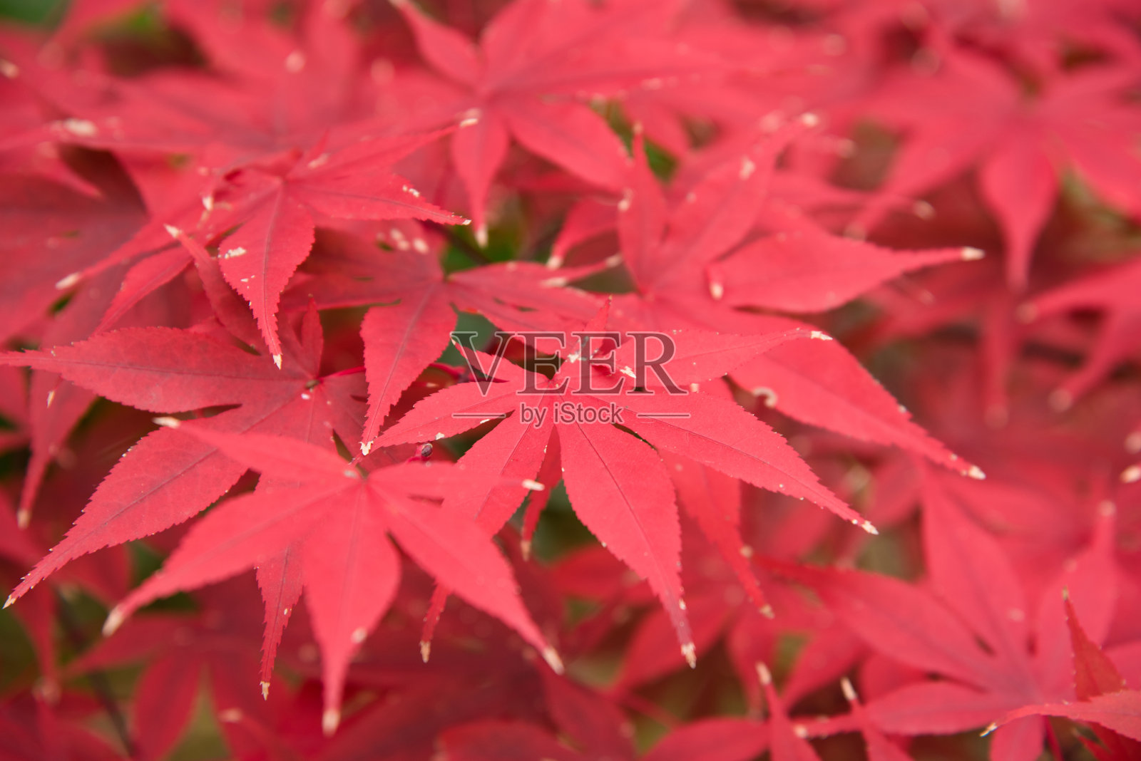 日本的秋天照片摄影图片