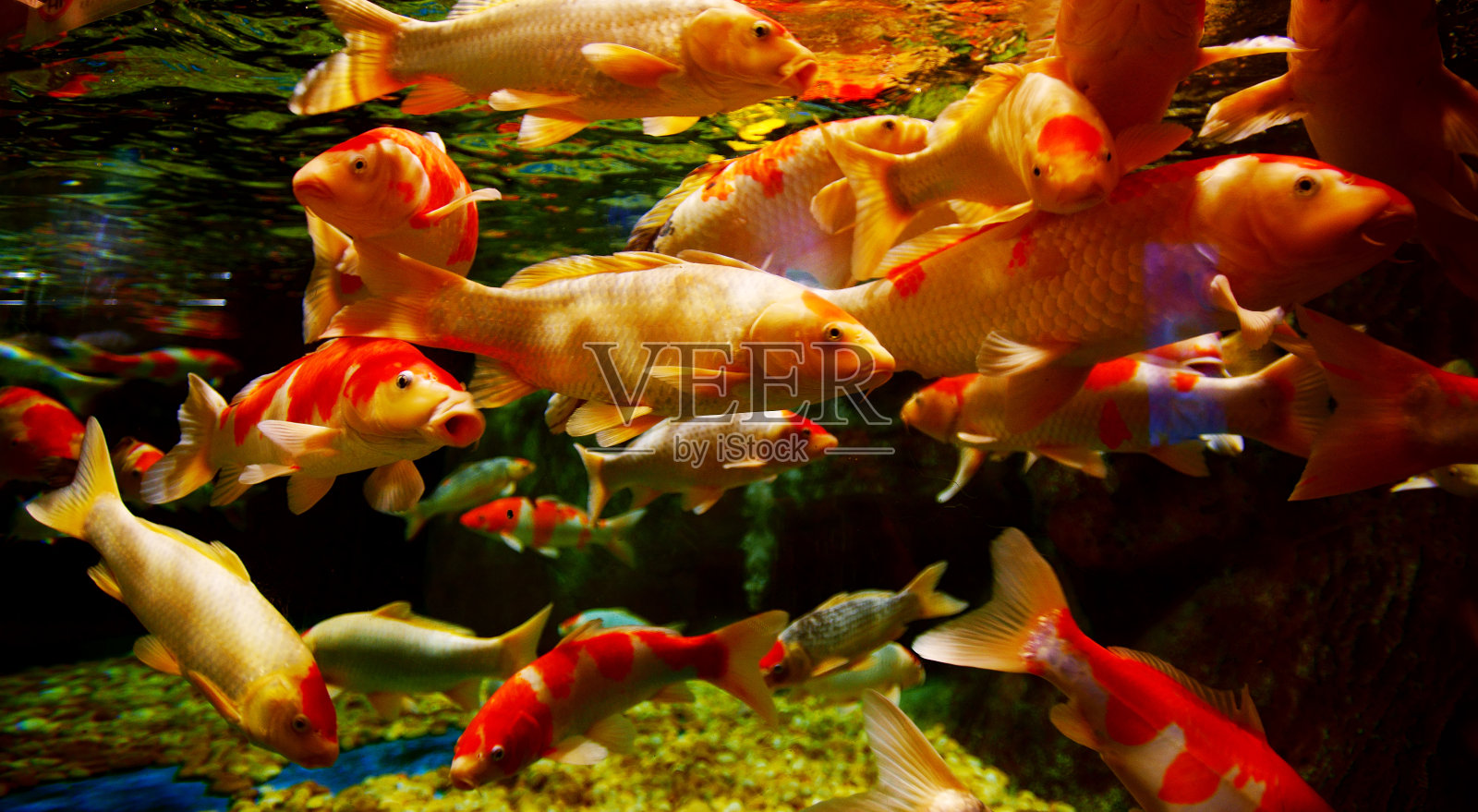 水中的中国红鲤鱼照片摄影图片