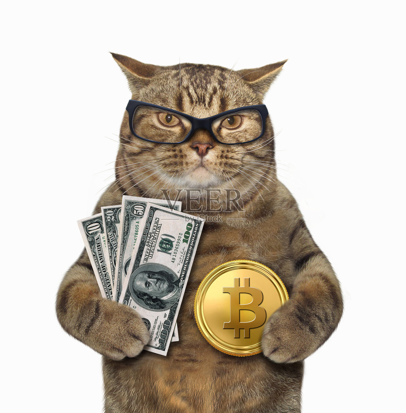 猫与比特币和美元照片摄影图片