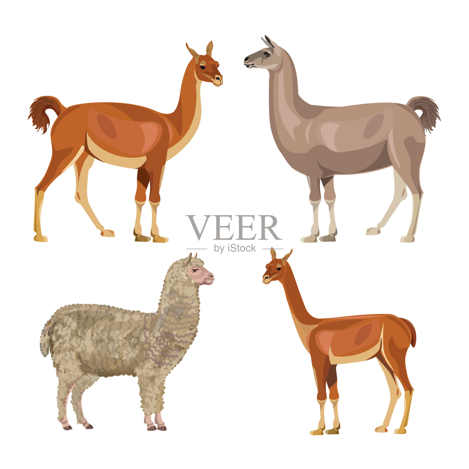 美洲驼，原驼，羊驼和骆马驼插画图片素材