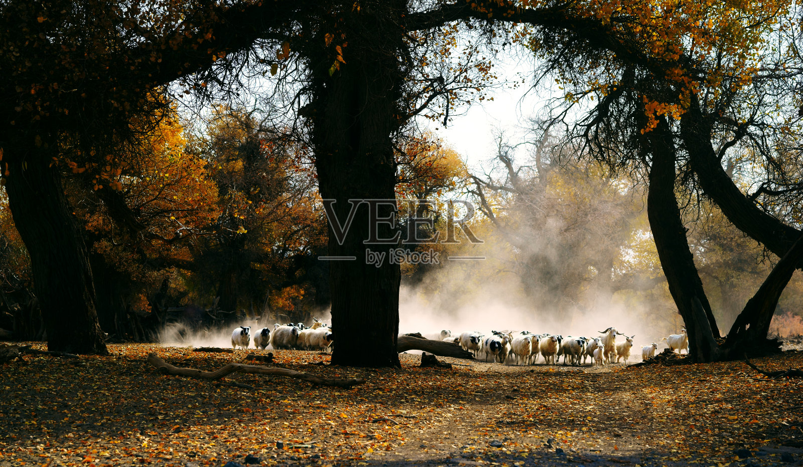 最终的秋天和绵羊在日出照片摄影图片