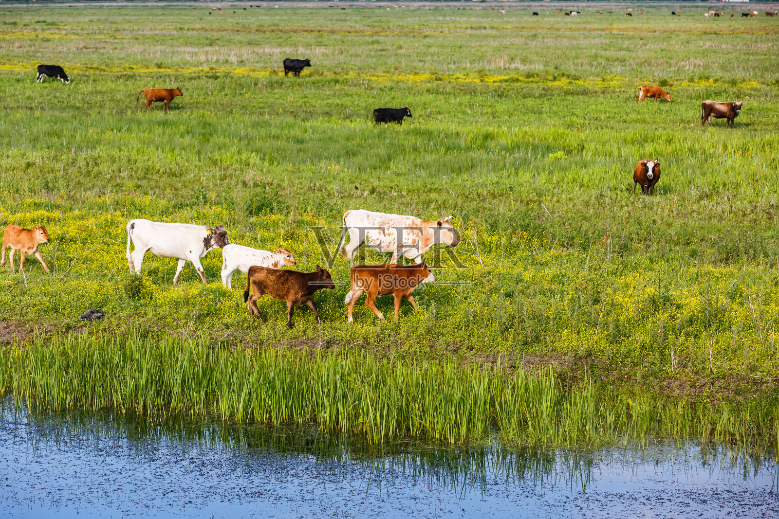 草地上的牛群照片摄影图片