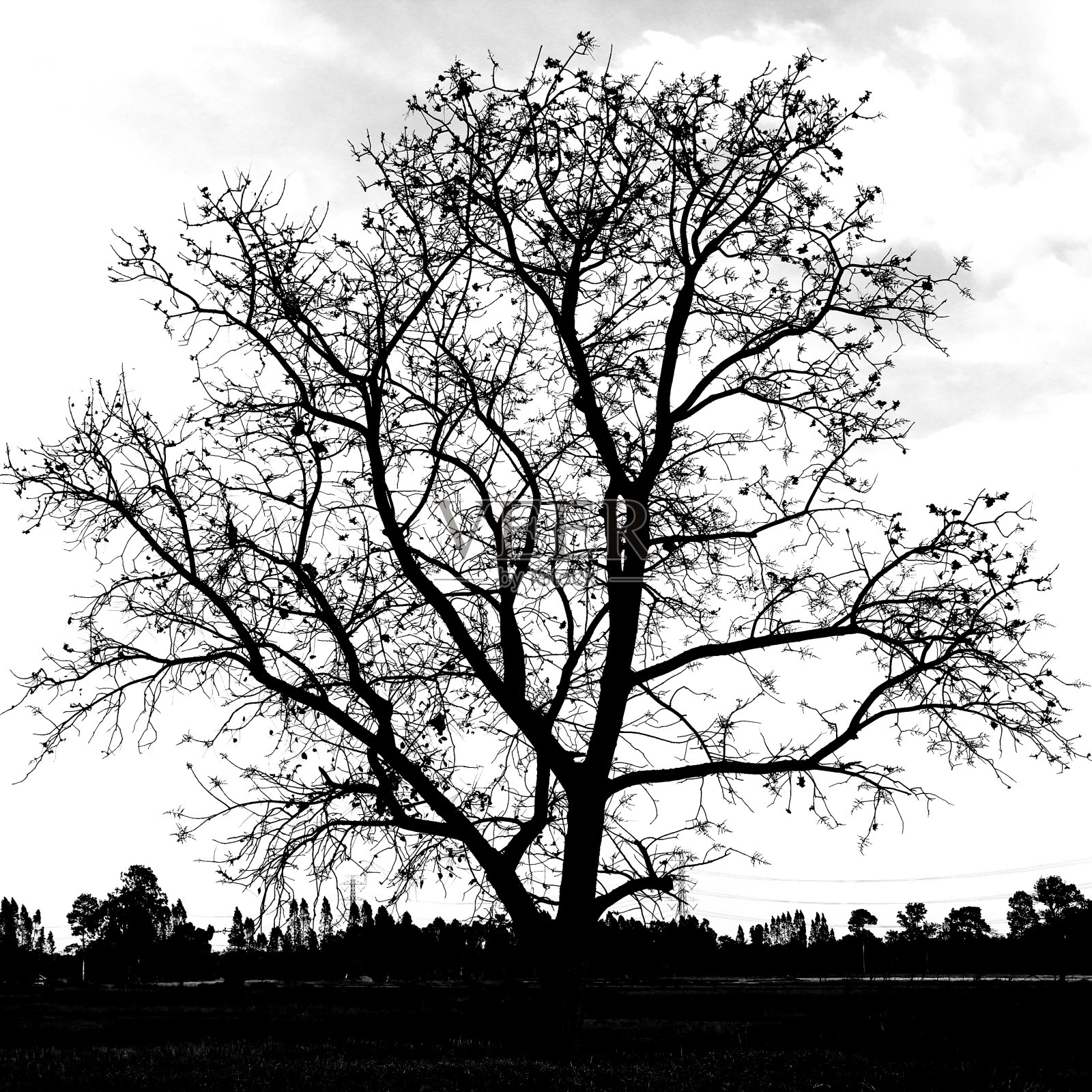 树和田野上的黑白颜色形状。照片摄影图片