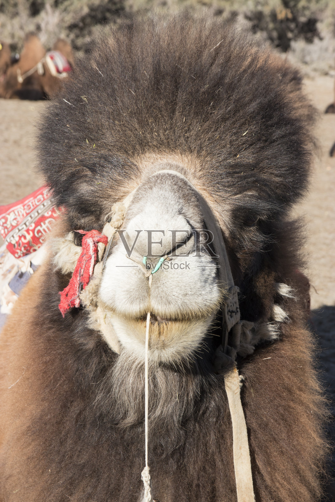 双峰骆驼脸照片摄影图片