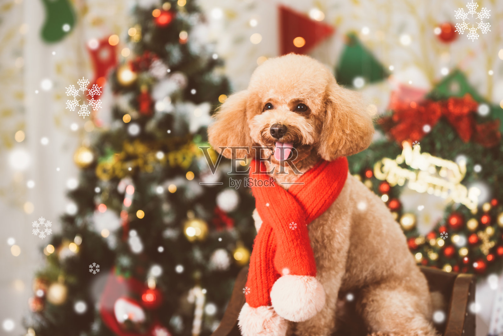 圣诞背景下的一只泰迪狗照片摄影图片
