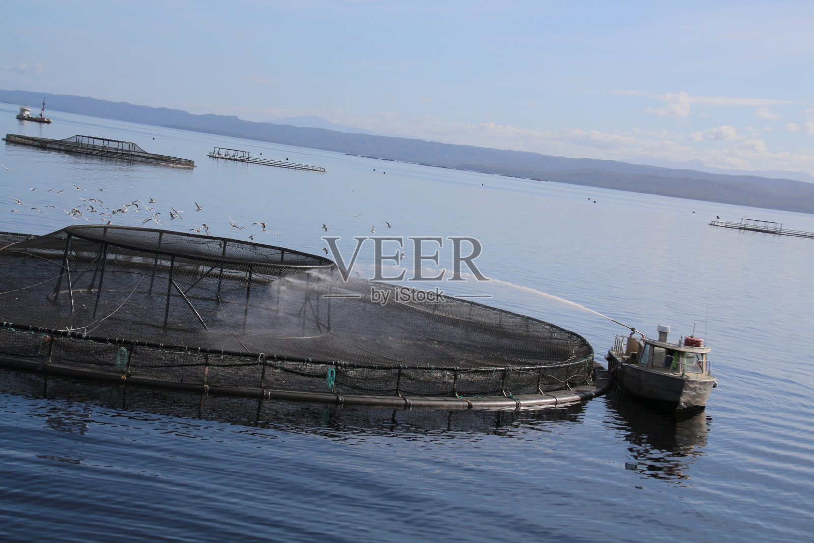 鲑鱼养殖场麦夸里港-塔斯马尼亚照片摄影图片