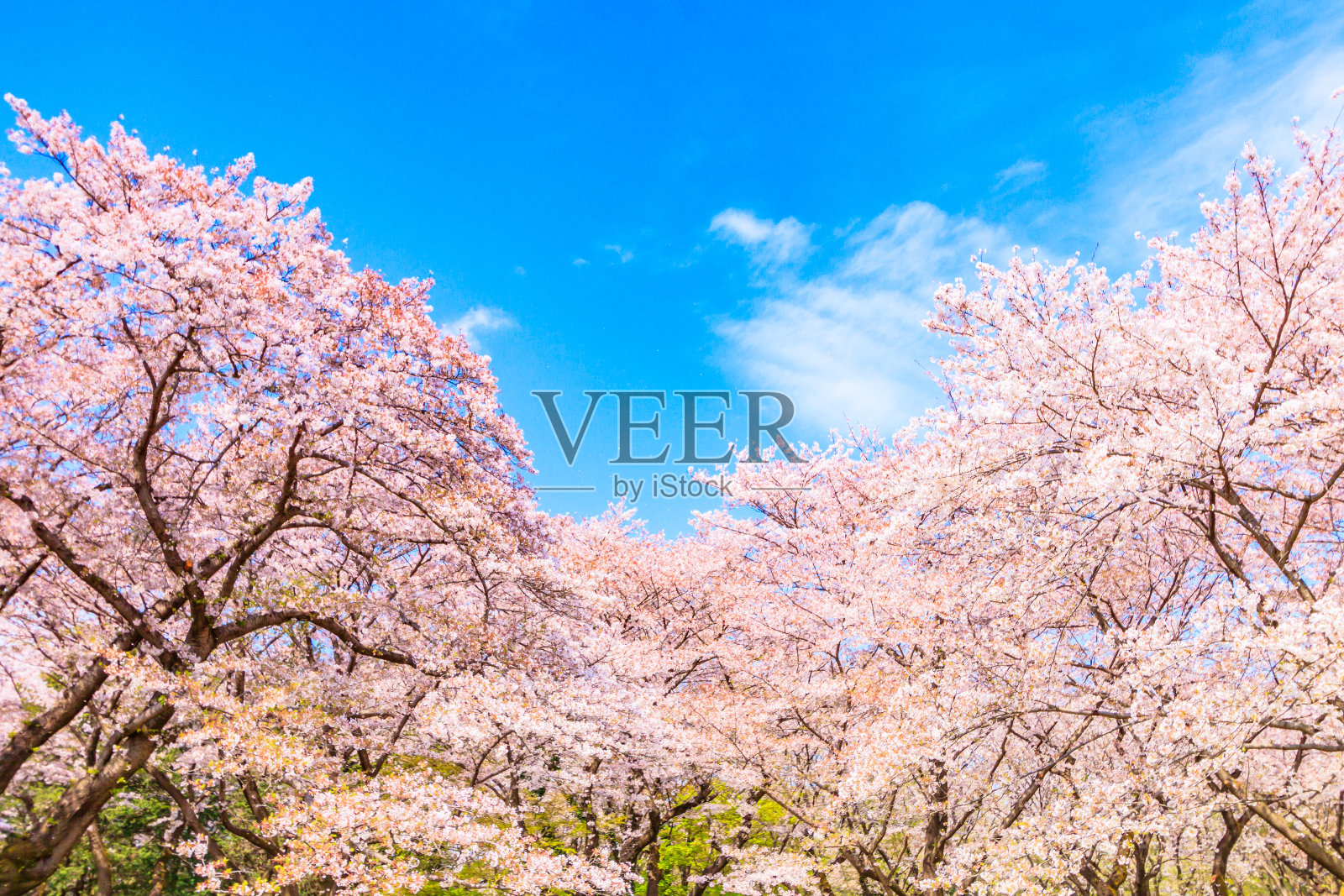 日本一棵蓝天背景的樱花树照片摄影图片