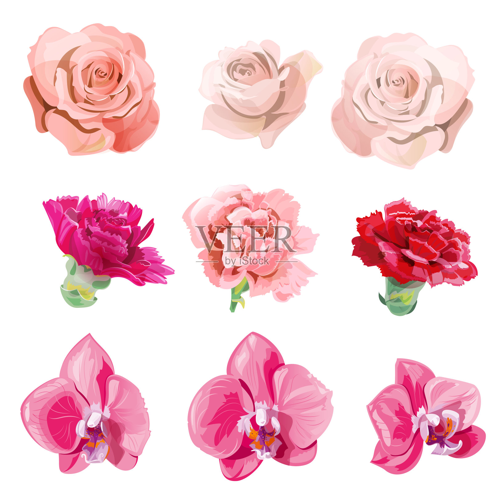 一套粉红色，红色的花和花蕾特写;玫瑰，康乃馨，蝴蝶兰白色背景，数字绘制逼真的插画在水彩风格，收集设计，向量插画图片素材