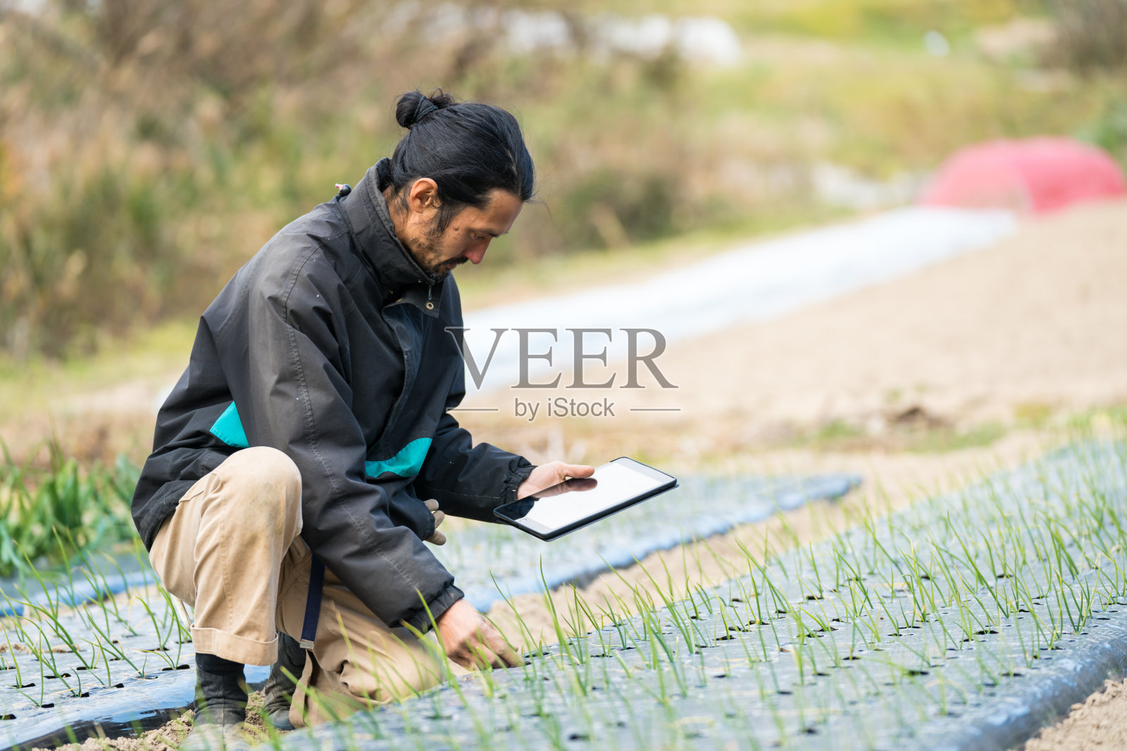 研究人员或农民用平板电脑监测新作物和植物的生长照片摄影图片