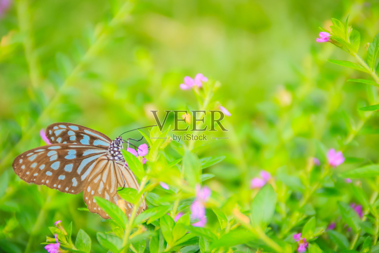 深蓝色的虎蝶栖息在紫色的墨西哥石南花上。有选择性的重点照片摄影图片