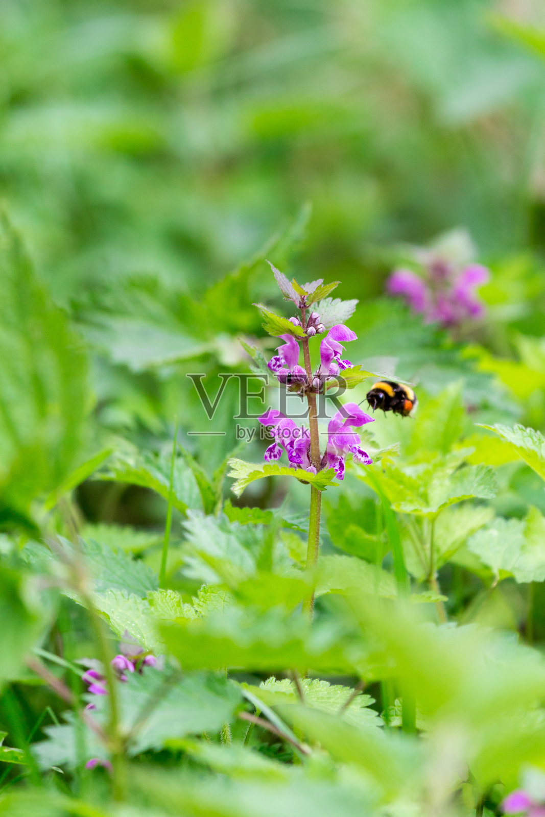 大黄蜂飞向一朵粉红色的大麻荨麻花照片摄影图片
