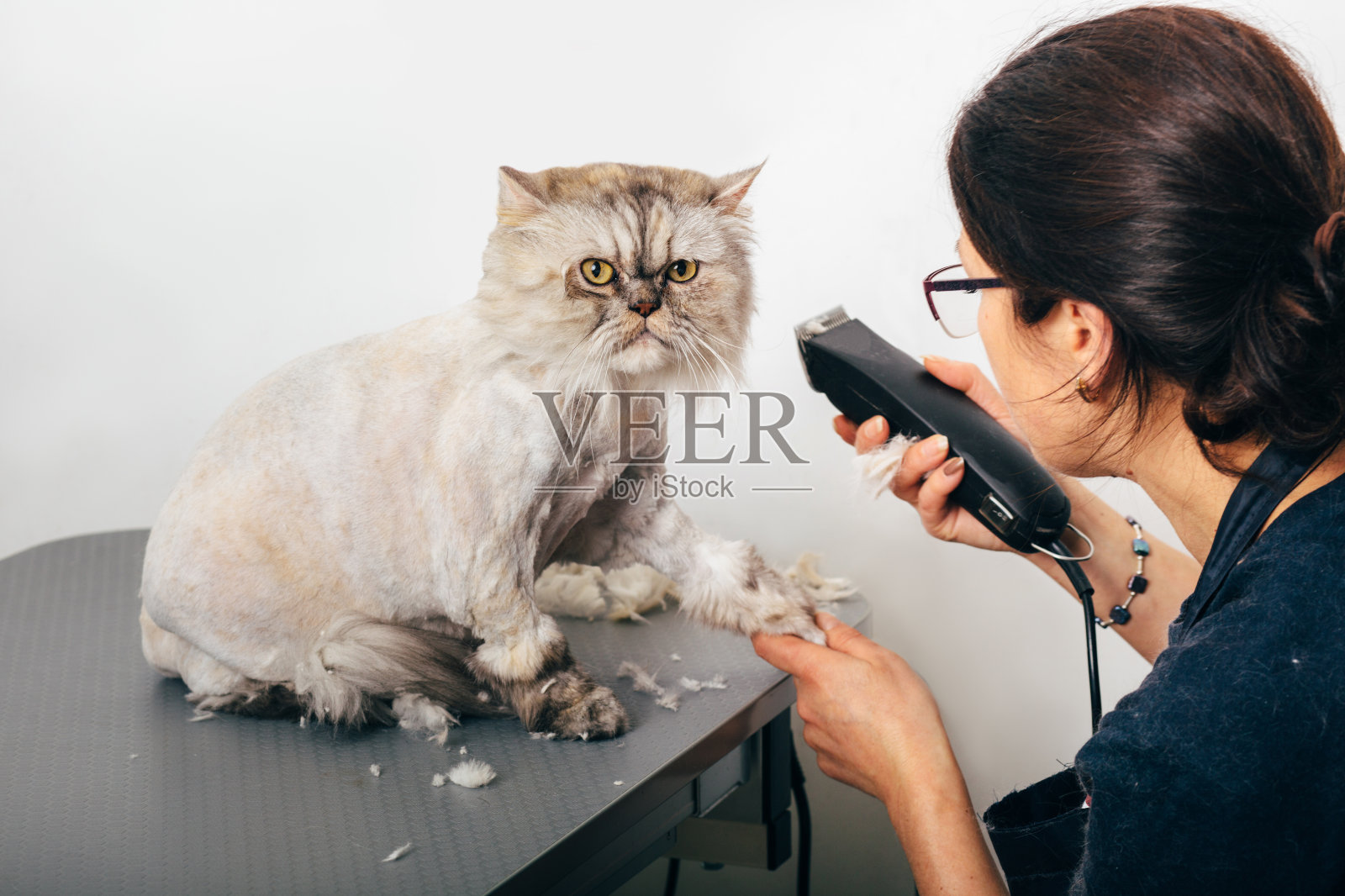 美容师修剪的猫照片摄影图片