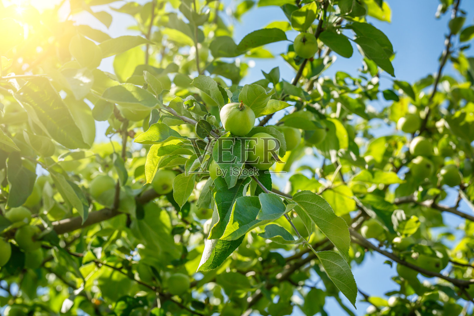 美丽而新鲜的年轻绿苹果在树枝上，夏天在模糊的散景背景上照片摄影图片
