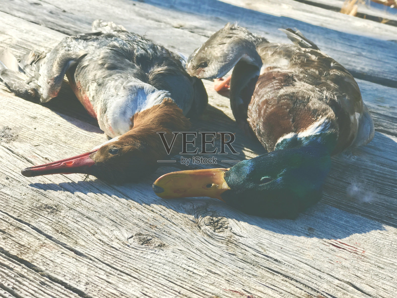 西科罗拉多冬季户外运动猎鸭照片摄影图片