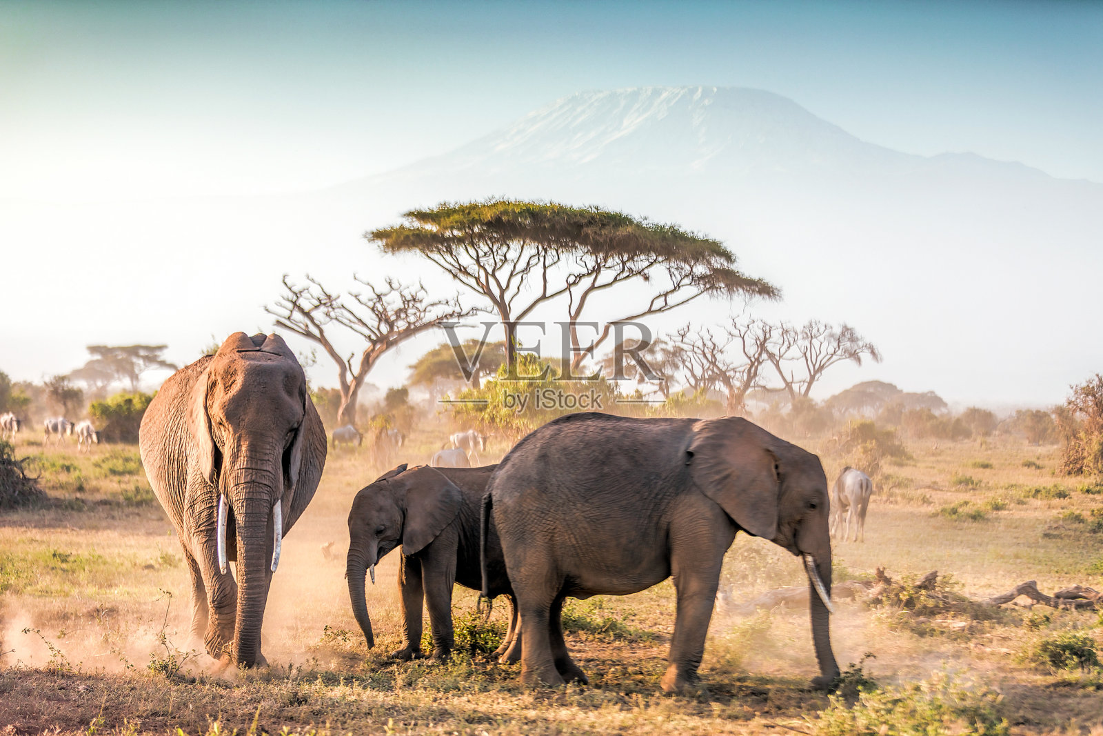 大象在安博塞利和乞力马扎罗山吃草照片摄影图片