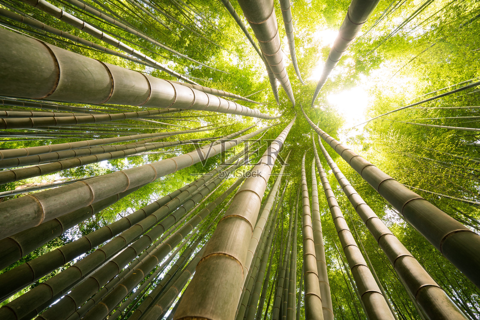 高耸的竹林，日本照片摄影图片