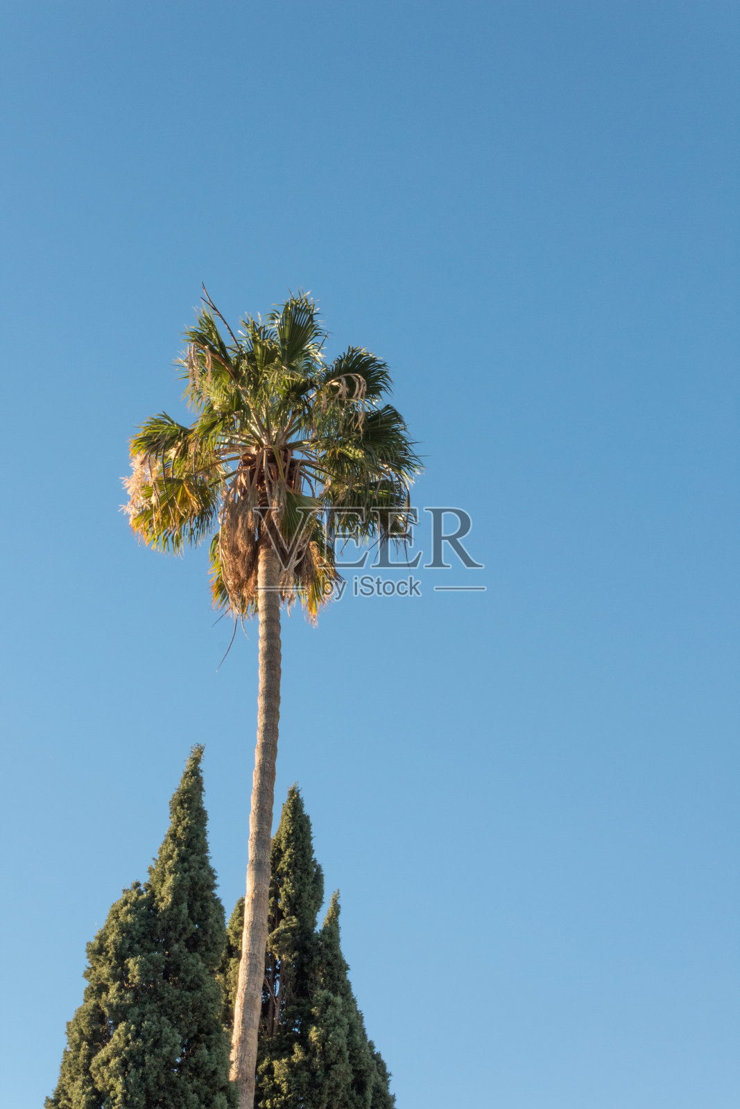 华盛顿扇形棕榈树依偎在两棵意大利柏树之间，孤立在清澈的蓝天下照片摄影图片