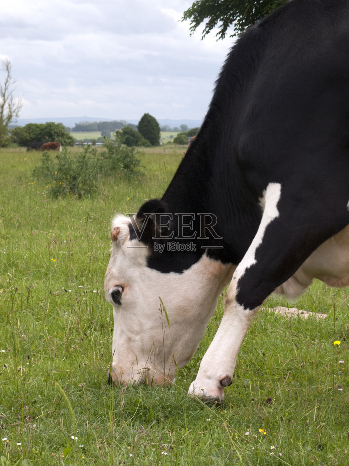 牛吃草照片摄影图片