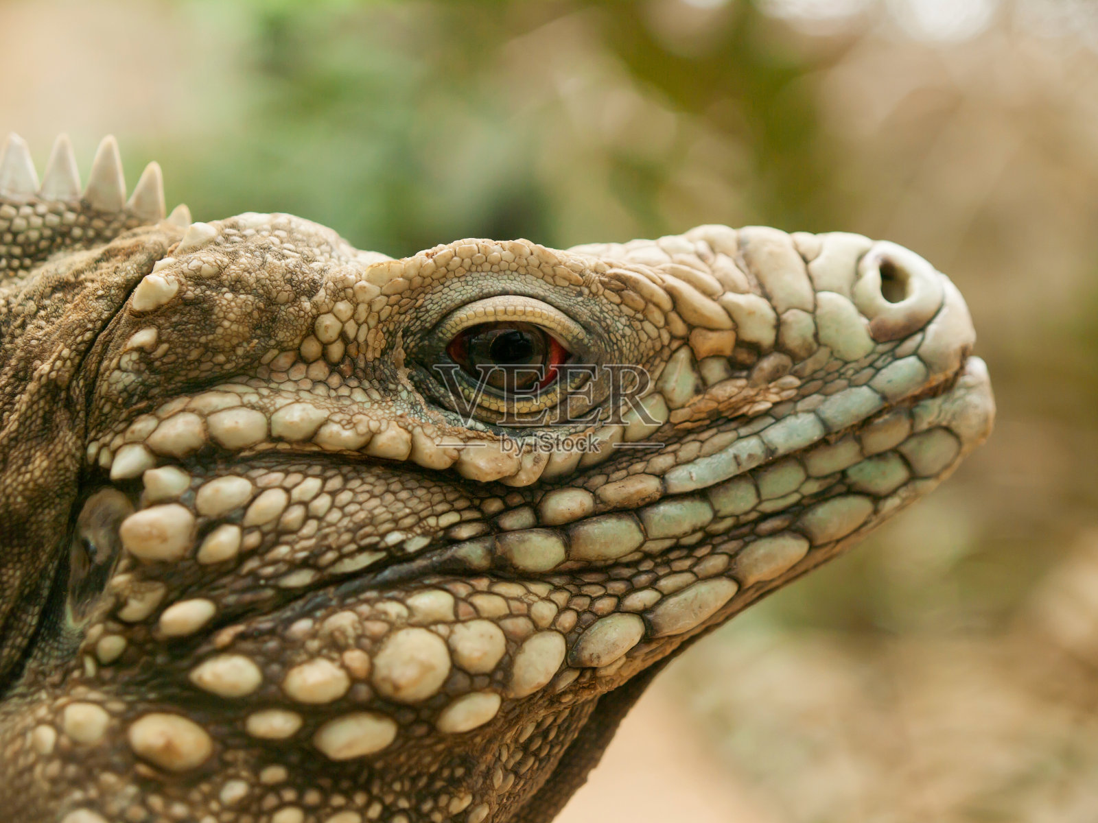 开曼群岛地鬣蜥照片摄影图片
