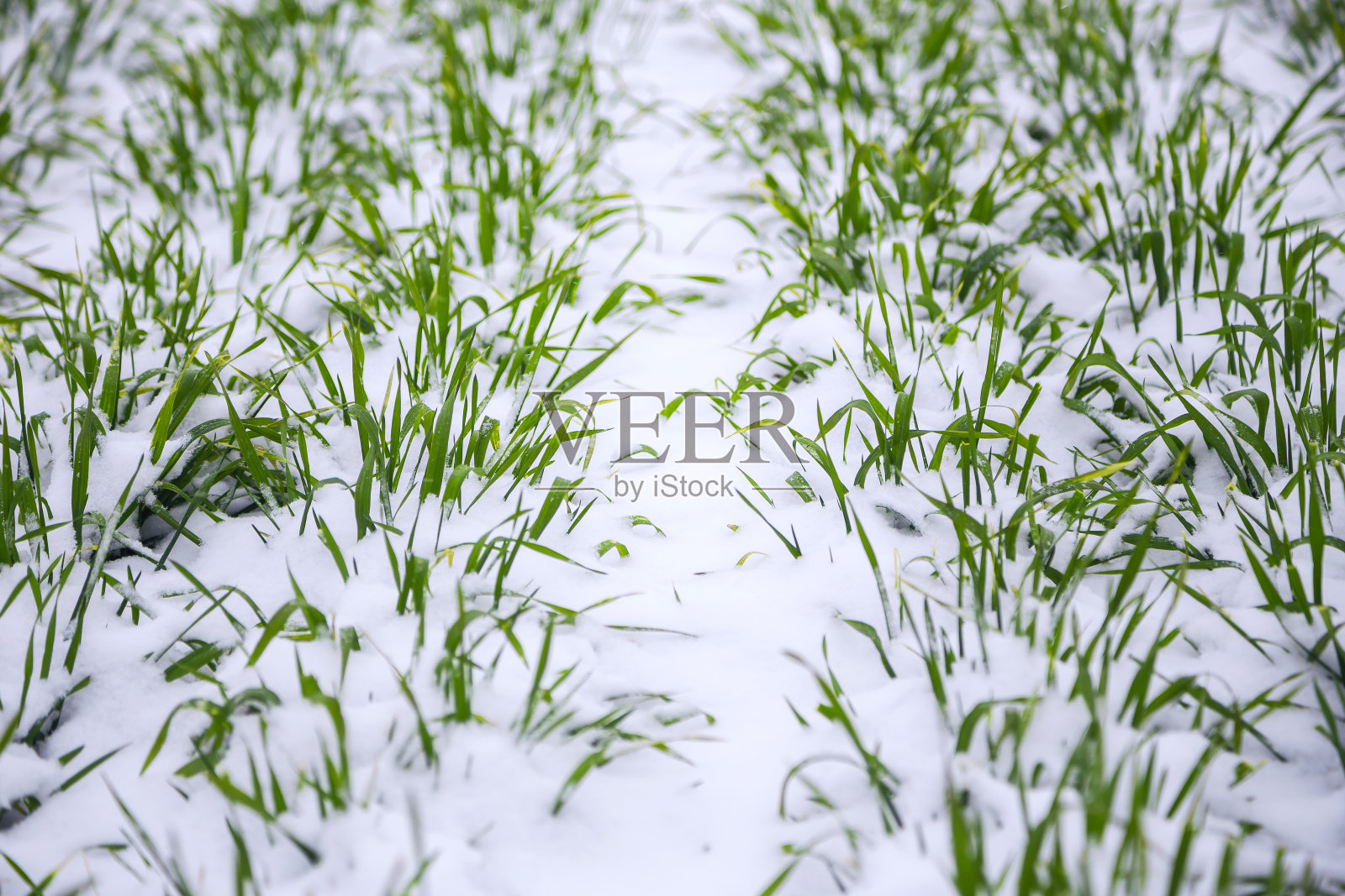 雪地里的冬小麦照片摄影图片