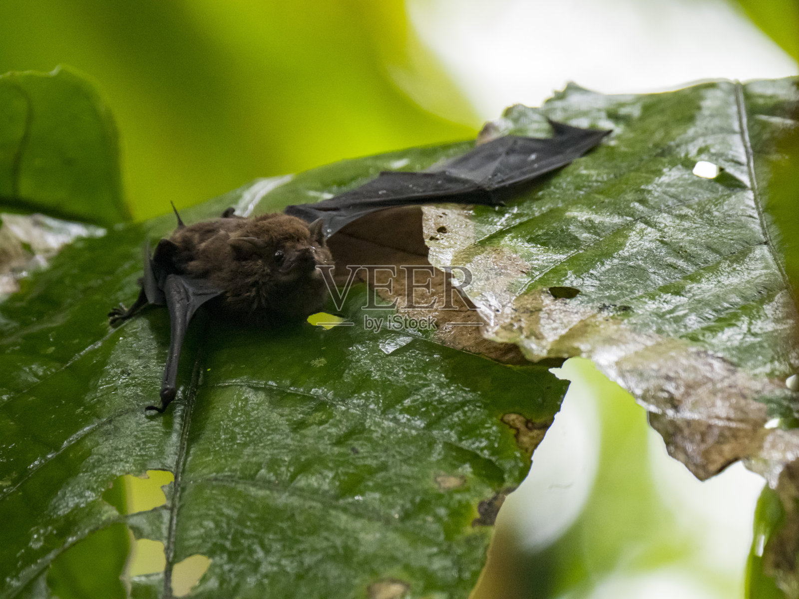 大白纹蝙蝠又名大囊翅蝙蝠(囊翅蝠)，曼萨尼约，哥斯达黎加照片摄影图片