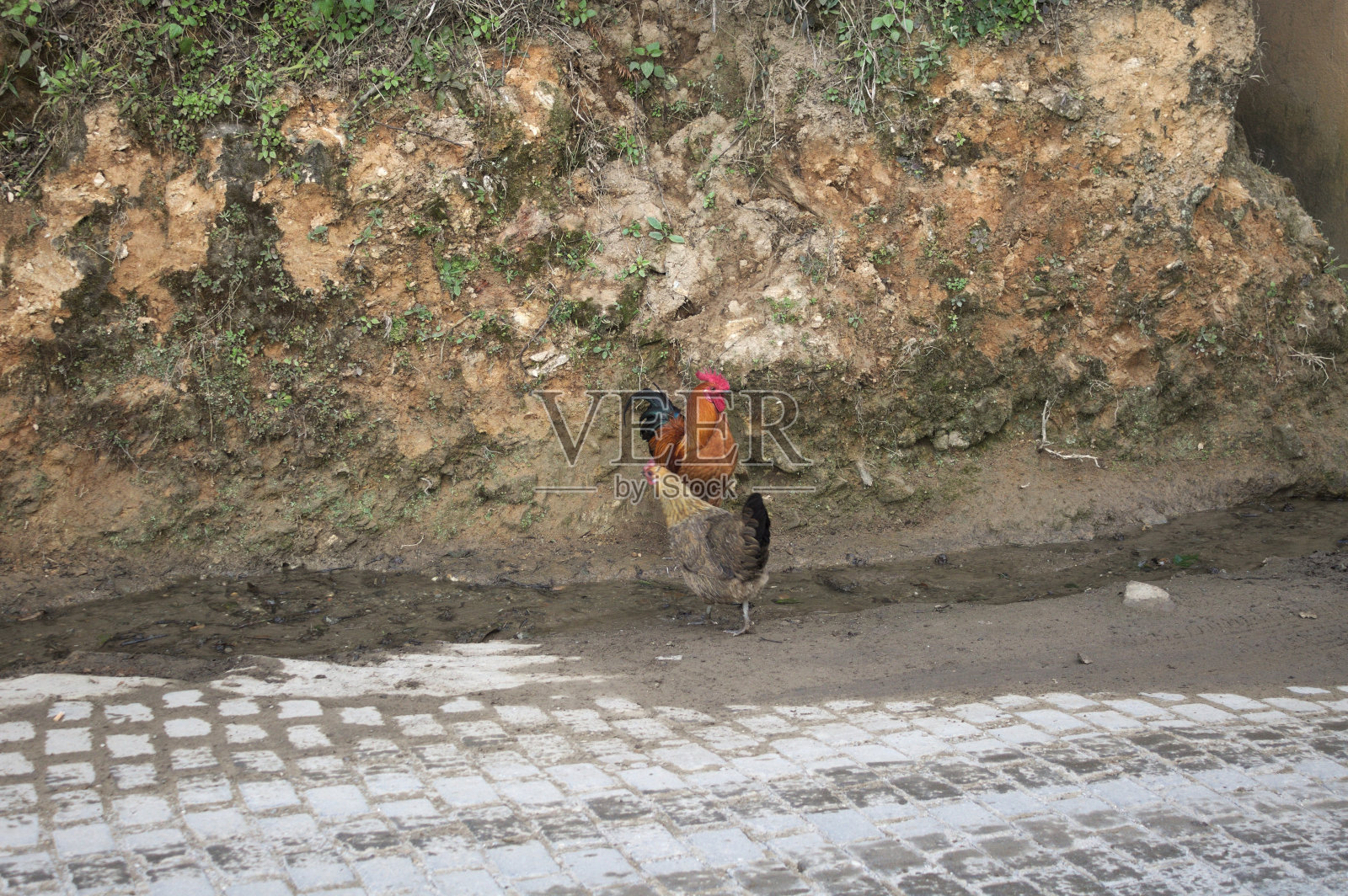 街上的公鸡和母鸡(云南元阳，中国)照片摄影图片