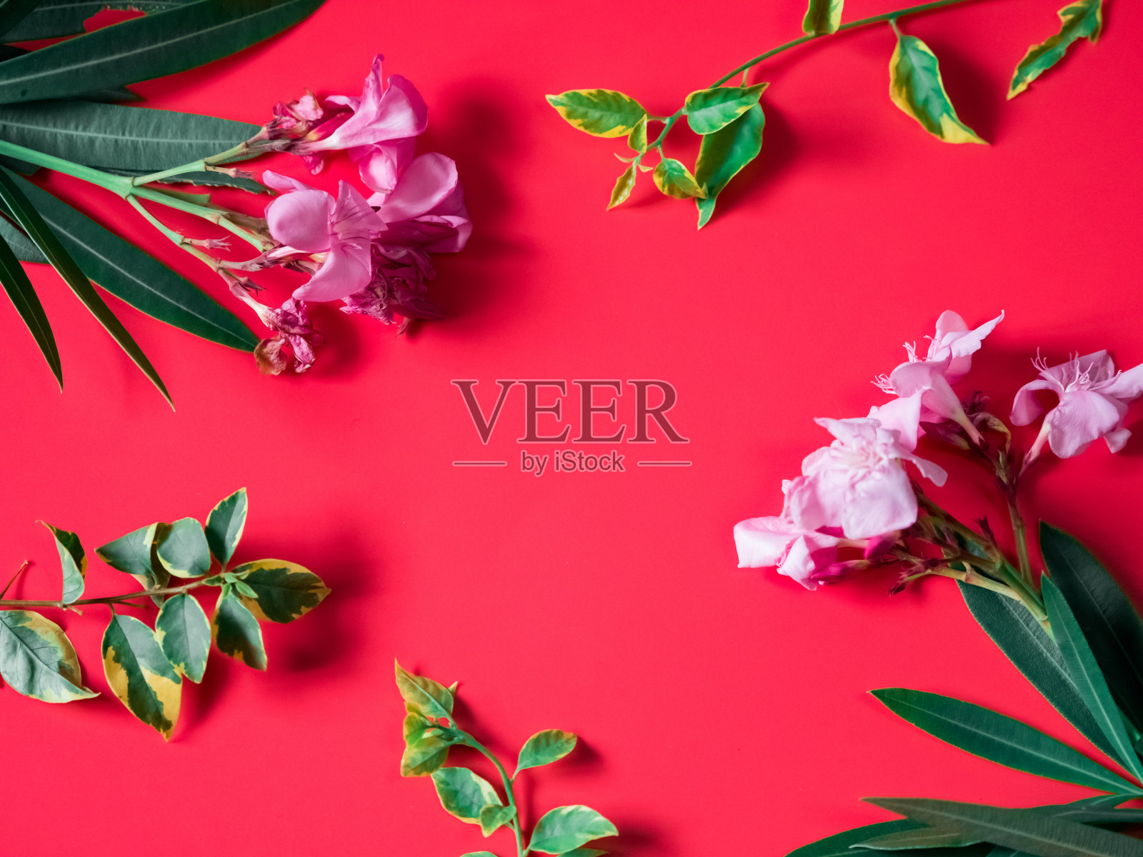 热带和夏季flatlay最小的概念从粉红色的花与尖锐的绿叶放在红色的背景背景图片素材