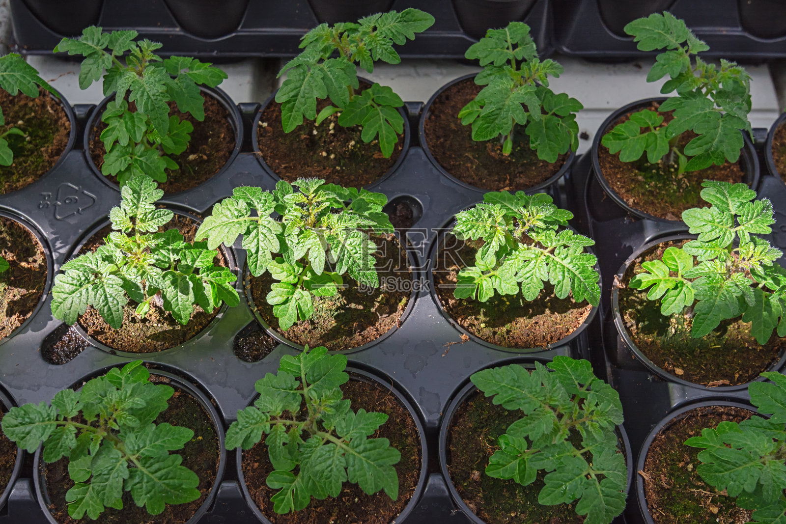 温室花盆中的番茄幼苗照片摄影图片