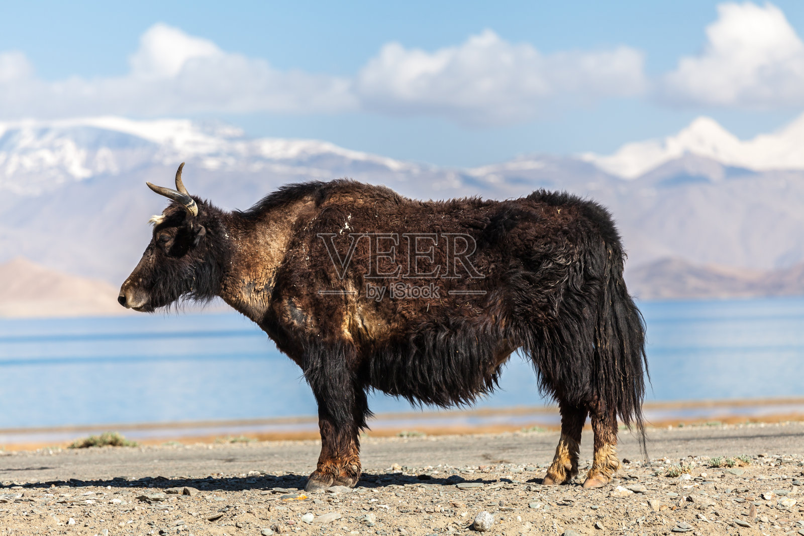 塔吉克斯坦的牦牛美景照片摄影图片
