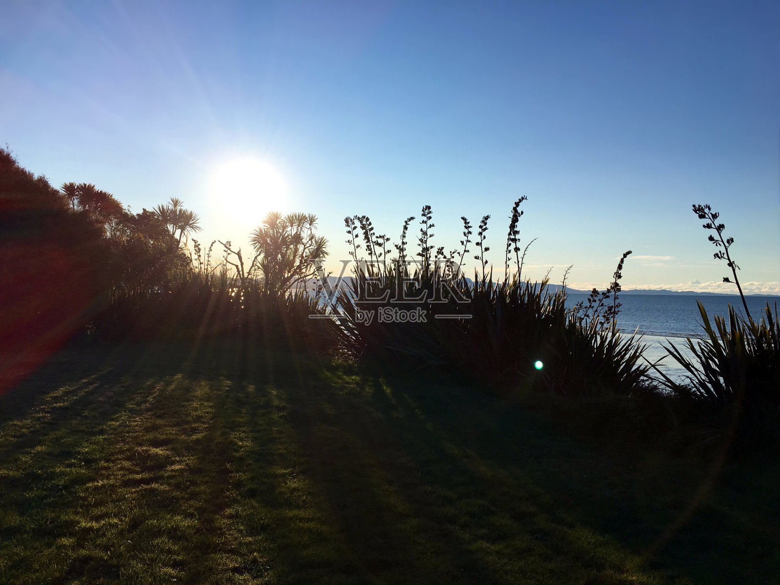 New Zealand / Aotearoa by Sunset;Harakeke (Phormium)和Ti Kouka (Cordyline Australis)的黄昏照片摄影图片