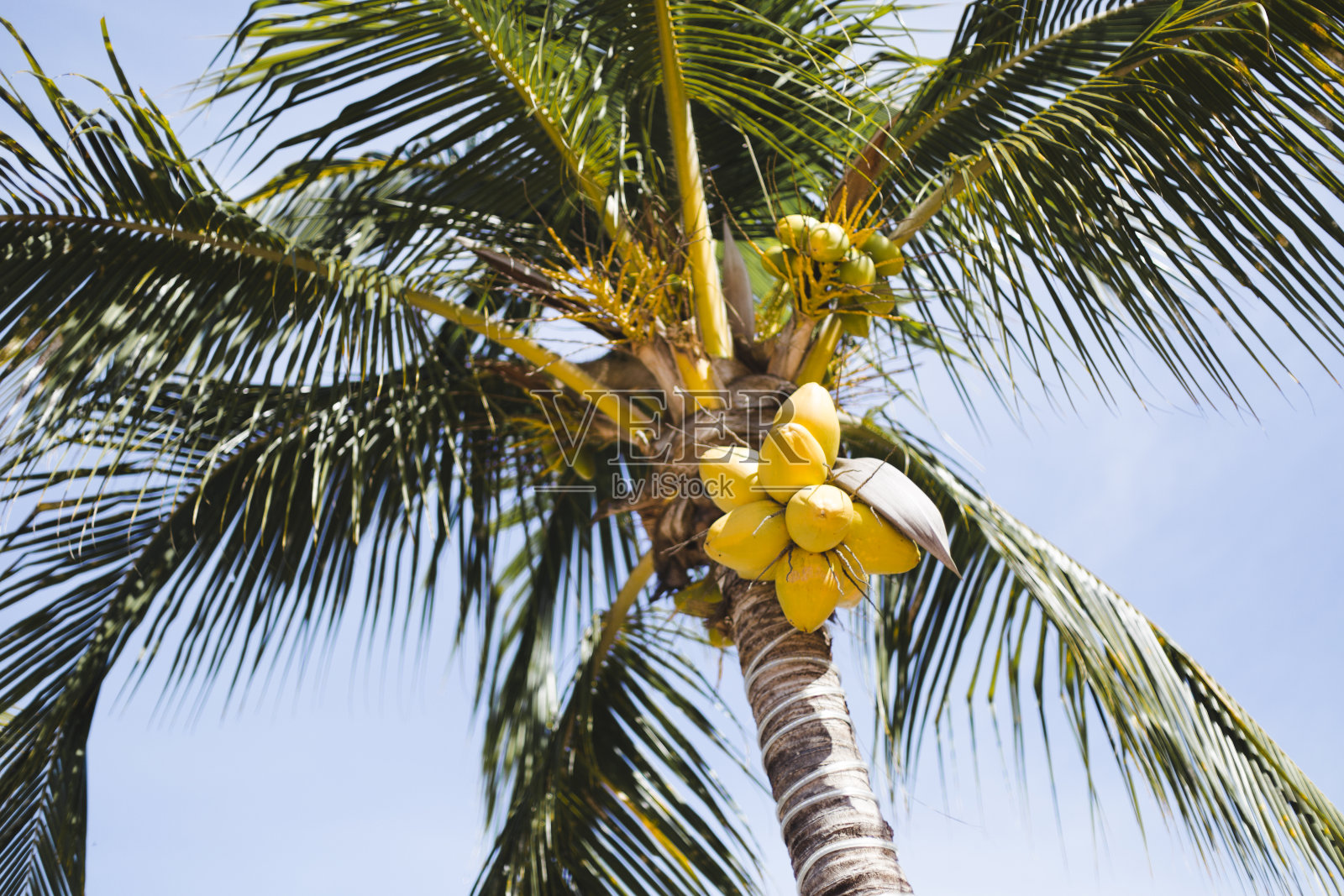 椰子棕榈树照片摄影图片