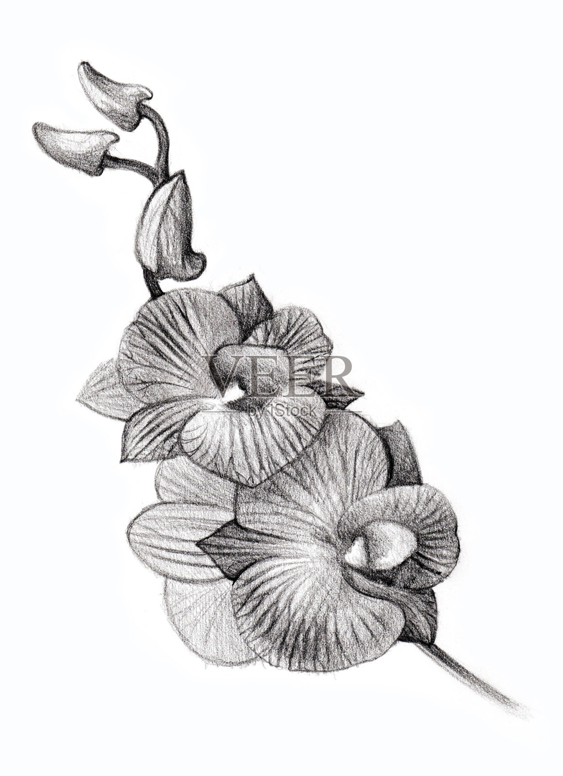 花卉素描，兰花花束手绘插画图片素材