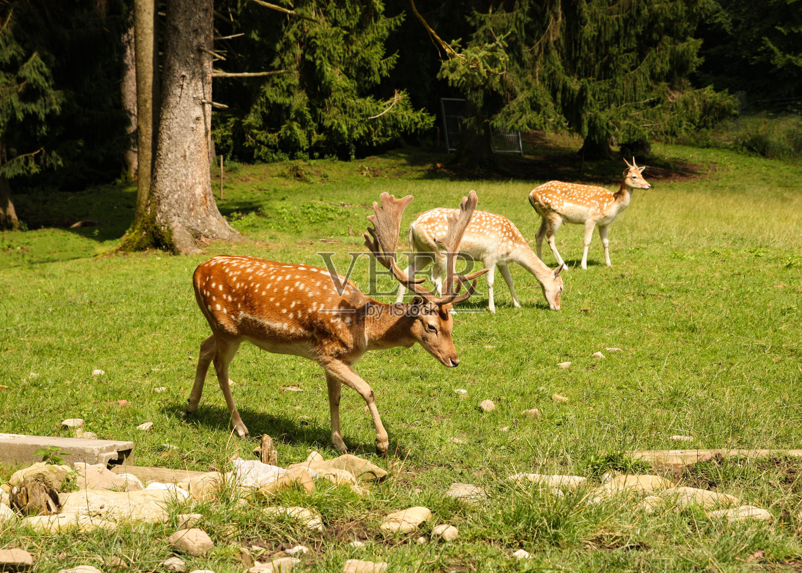 德国上巴伐利亚Bernbeuren附近的Auerberg的黇鹿照片摄影图片