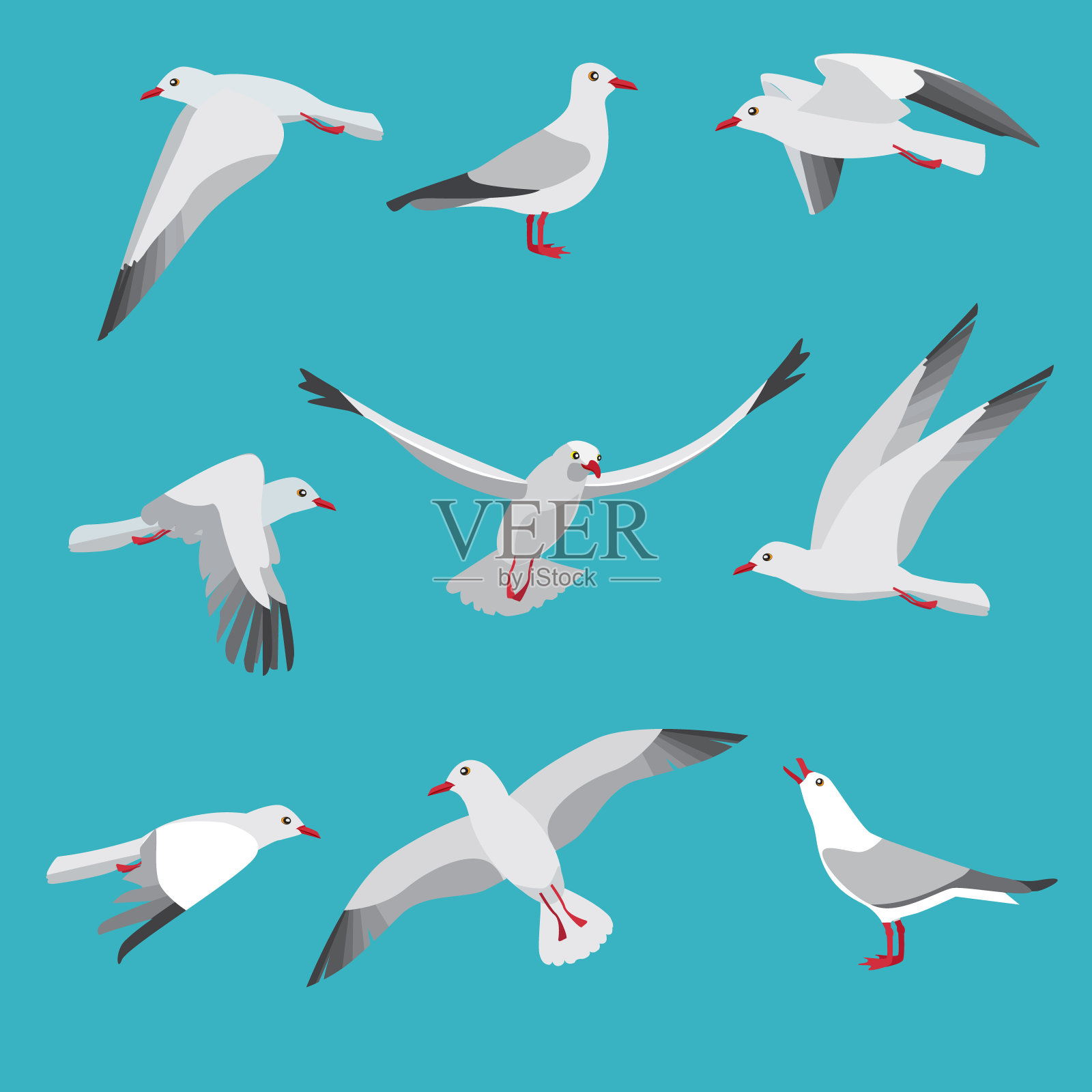大西洋海鸥在不同的动作姿势。卡通飞鸟插画图片素材