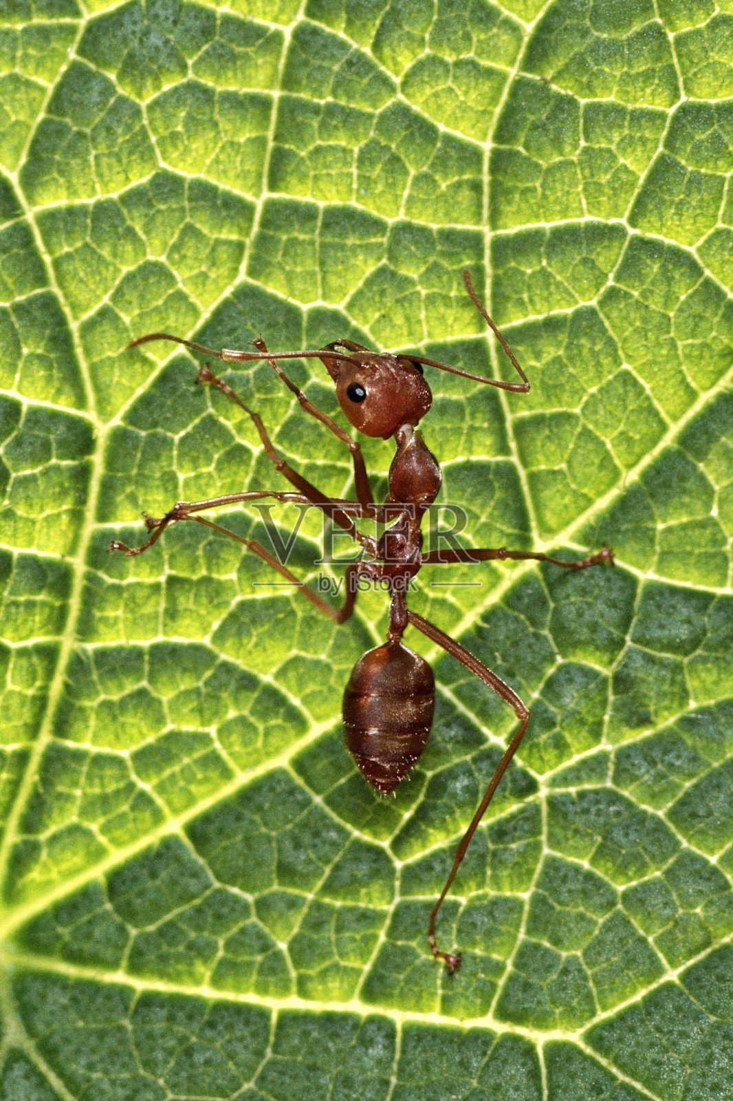 蚂蚁在绿叶上行走。照片摄影图片