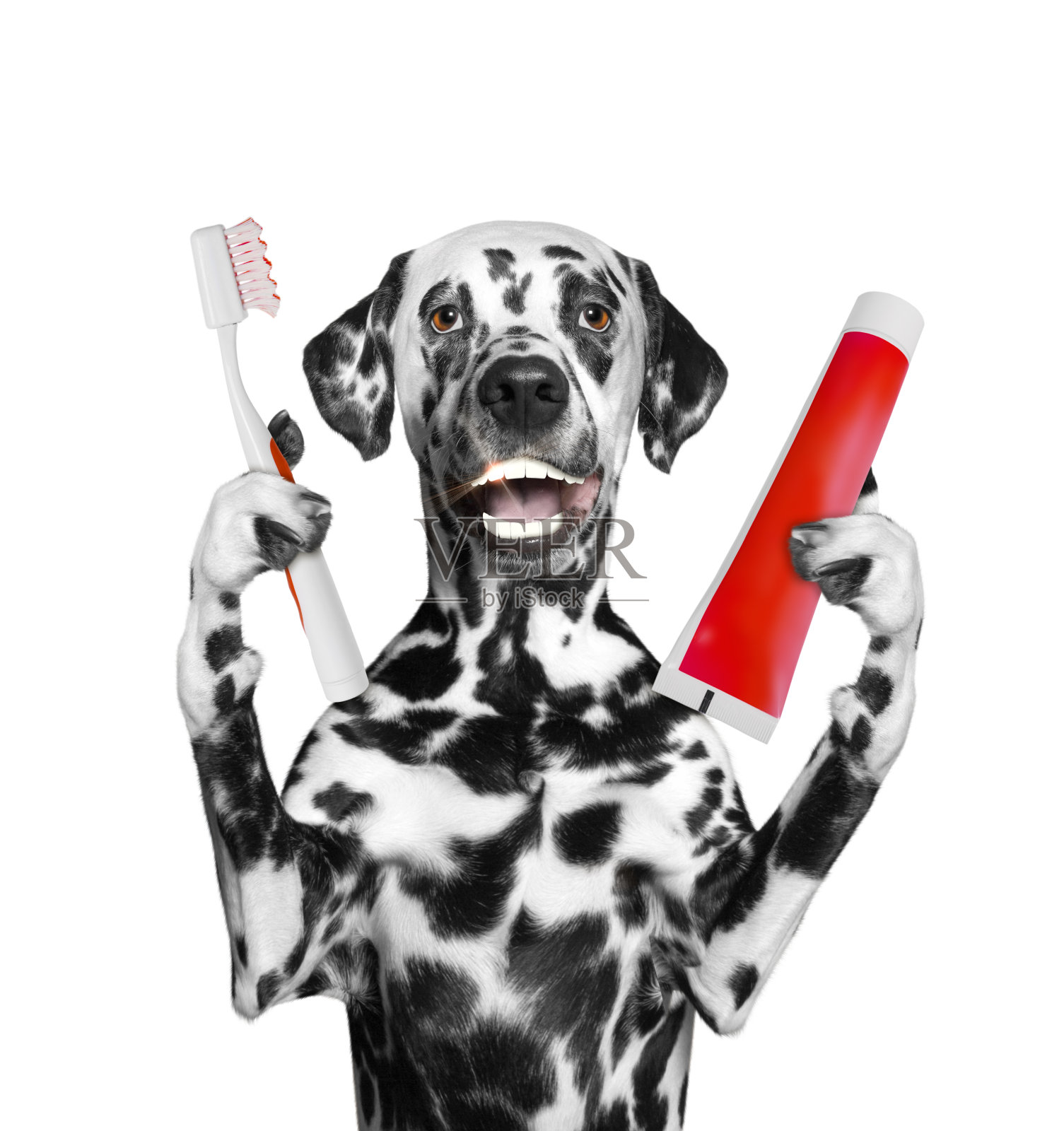可爱的斑点狗用牙刷刷牙。孤立在白色照片摄影图片
