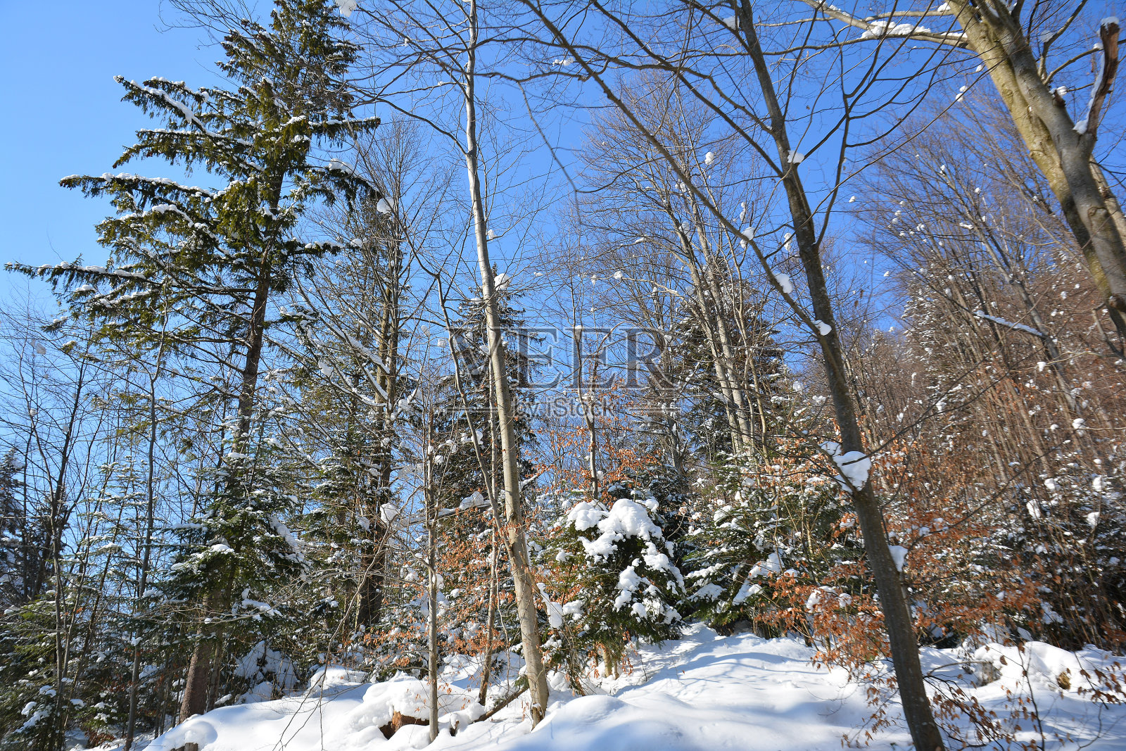 白雪覆盖的森林在冬天霜冻晴朗的日子里，天空湛蓝明亮。照片摄影图片