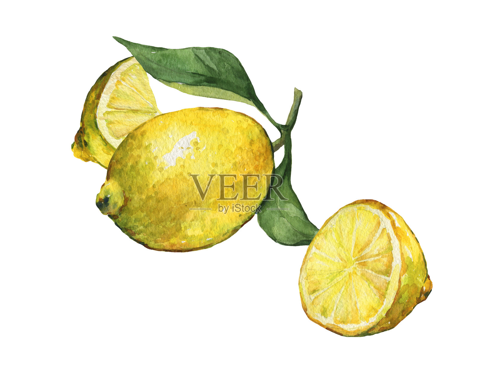 将新鲜的柑橘类水果和柠檬片与绿叶一起排列。手绘水彩画在白色的背景。插画图片素材